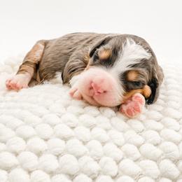 Swirl - Blue merle male Bernedoodle puppy in Hudson, Indiana from TurkeyCreek-K9