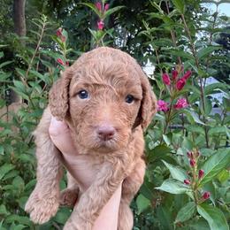 Cedar - Caramel male Labradoodle puppy in Stamford, Connecticut from Doodles of CT