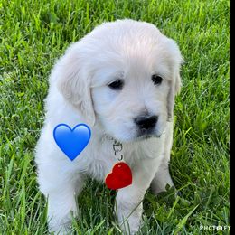Boy 1 - Golden Retriever puppy in Attica, Michigan from Magnolia Meadow Goldens