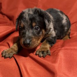 Bright Harl - Harlequin male Beauceron puppy in Floyd’s Knobs, Indiana from Birdwing Beaucerons