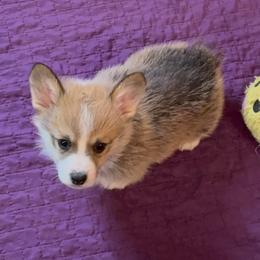 Brown Collar - Red male Pembroke Welsh Corgi puppy in Abingdon, Virginia from Em-K Kennels