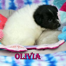 Olivia - CHW Bi Black Girl - White and black female Shetland Sheepdog puppy in Frazeysburg, Ohio from Mountain High Kennels