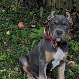 American Bullies from Tri Force Bullies