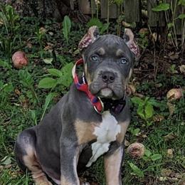 American Bullies from Tri Force Bullies
