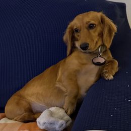 Lucy - Dachshund