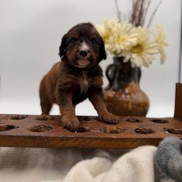 Platinum unfurnished - Sable female Bernedoodle puppy in Ocala, Florida from Bernedoodles of Florida