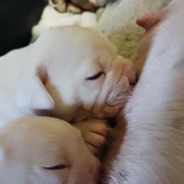 Boy 1 - White male Olde English Bulldogge puppy in Evanston, Illinois from Blue Knob OEB's
