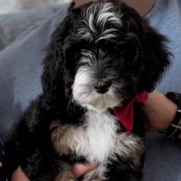 Miss Red - Tri-color female Bernedoodle puppy in Toledo, Ohio from Avery Doodle Day LLC