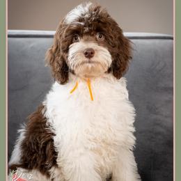 Mykonos - Brown and white male Cockapoo puppy in Connersville, Indiana from Deaz Doodle Ranch