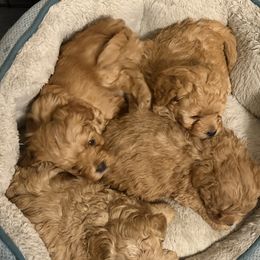 Mal-Shi, Maltese, and Maltipoo Puppies from Joy-fur puppies
