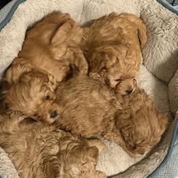 Mal-Shi, Maltese, and Maltipoo Puppies from Joy-fur puppies