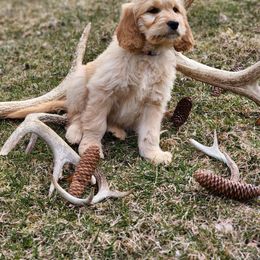 Goldendoodle and Newfoundland Puppies from Deep Canyon Puppies