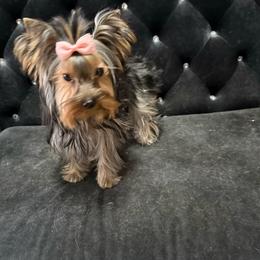Prada - Yorkshire Terrier