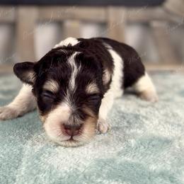 Frappe - Parti female Miniature Schnauzer puppy in Hockley, Texas from Dixieland Miniature Schnauzers
