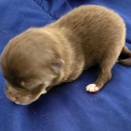 Patty - Chocolate and tan female Pomeranian puppy in Riesel, Texas from Petite Poms