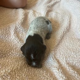 Wirehaired Pointing Griffon Puppies from Hall's TX Griffons