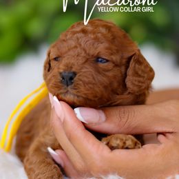 Macaroni - Red female Cavapoo puppy in Miami, Florida from Bailey & Bella Cavapoos