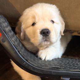 Golden Girl - Golden female Golden Retriever puppy in Lincoln, California from Ray of Sunshine Retrievers