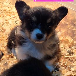 Peanut fluffy - Black and tan female Pembroke Welsh Corgi puppy in Necedah, Wisconsin from The 6Ks Paws and Hobbies