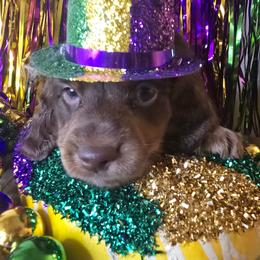 Bruce - Chocolate male Dachshund puppy in Poplarville, Mississippi from T's Kennel