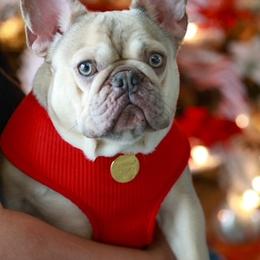 Whip - French Bulldog