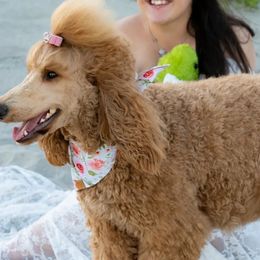 Goldendoodles and Poodles from Poodle Doodle World