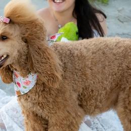 Goldendoodles and Poodles from Poodle Doodle World