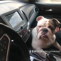 Bridget - Bulldog