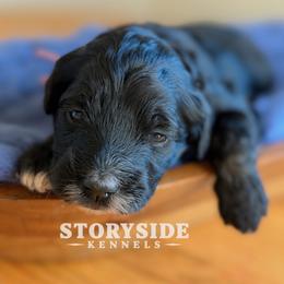 Pancake - Black and white female Aussiedoodle puppy in Cassville, Wisconsin from Storyside Kennels