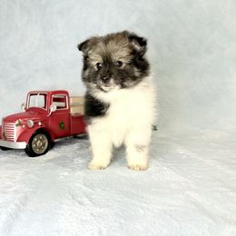 Wolf sable Tri Boy ACA - Tri-colored male Pomeranian puppy in Princeton, New Jersey from PureLove Poms.