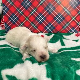 Orange collar boy. - White male Miniature Schnauzer puppy in Oneonta, Alabama from Murphree Valley Kennels