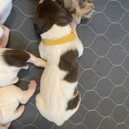 Lainey - Yellow Collar - Liver and white female German Shorthaired Pointer puppy in Conroe, Texas from Tipsy Rabbit GSP TopDog Kennel