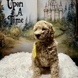 Biscuit - Cream male Goldendoodle puppy in Stroudsburg, Pennsylvania from Momma’s Mini Goldendoodles