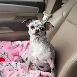 Karma - Merle female Chihuahua puppy in Harrison, Michigan from Cloud9 Chihuahuas