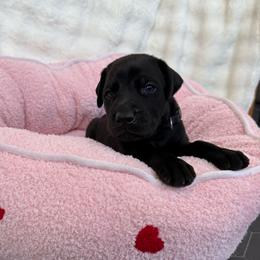 Ruger - Black and rust male Doberman Pinscher puppy in Brookfield, Wisconsin from Haus of Hound