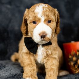 Boy 3 - Red  Goldendoodle puppy in Riverton, Utah from Utah Doodlebug