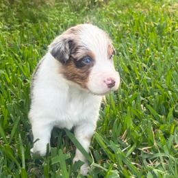 Phoenix - Red merle male Australian Shepherd puppy in Cypress, Texas from Cypress Aussies