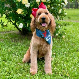 Sadie D - Goldendoodle
