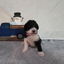 Glitter - Black and white female Sheepadoodle puppy in Weatherford, Texas from Oodles of poodles and doodles