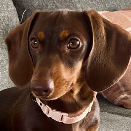 Rosin - Dachshund