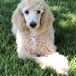 Poodles from Sumner Hill Farm Poodles
