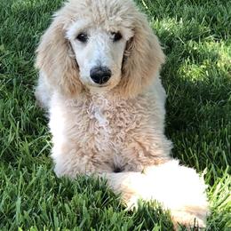 Poodles from Sumner Hill Farm Poodles
