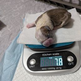 Barry - Black and white Boston Terrier puppy in Lowell, Arkansas from Bogan's Boston's