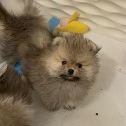 Ollie - Cream sable male Pomeranian puppy in North Port, Florida from POMRITA POM’S
