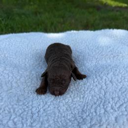 Chai - Brown white and tan female Cockapoo puppy in Albany, Kentucky from Windy Pines Farm