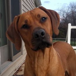 Cinder - Rhodesian Ridgeback