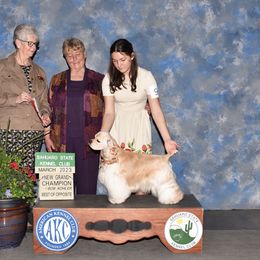 Rip - Cocker Spaniel