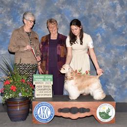 Rip - Cocker Spaniel