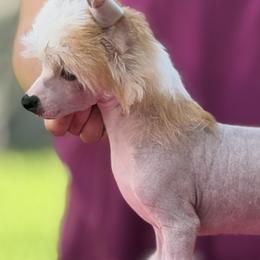 Hairless Male - Apricot male Chinese Crested puppy in Hollywood, Florida from Candela Chinese Cresteds
