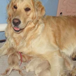 Golden Retriever puppies from Elliott's Elite Puppies